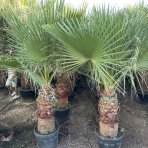 Palma vláknitá (Washingtonia filifera) – výška kmeňa: 70-80 cm, celková výška 150-180 cm (-10°C)